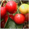 Cerezas para sibaritas Cerezas para sibaritas