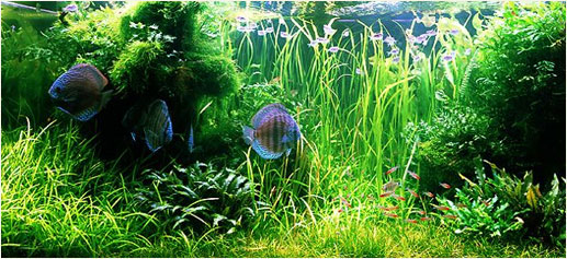 Decoracion Zen Acuario ~ faltar en el sal?n de una buena casa o apartamento es un acuario Decoracion Zen Acuario ~ faltar en el sal?n de una buena casa o apartamento es un acuario