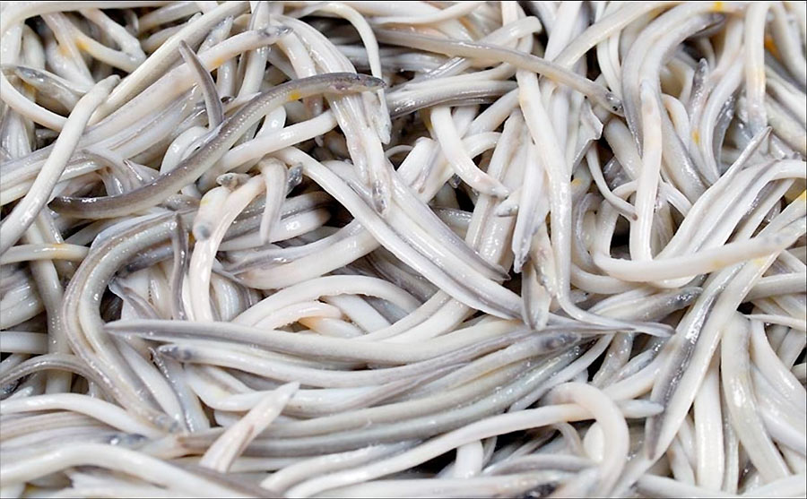 Angulas de Aguinaga, las mejores angulas del mundo