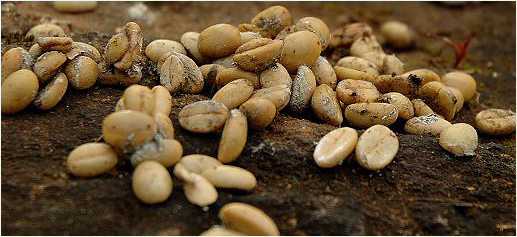 Kopi Luwak