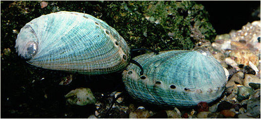 Oreja de Mar